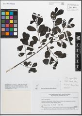 Foto von Salix myrsinifolia Salisb.